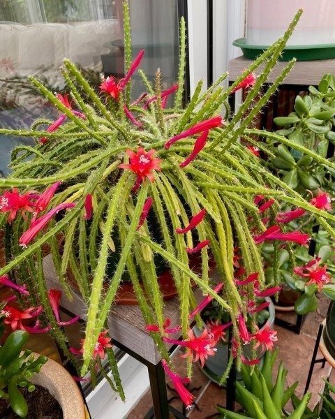 کاکتوس هنگینگ مناسب برای طراحی تراس جنوبی