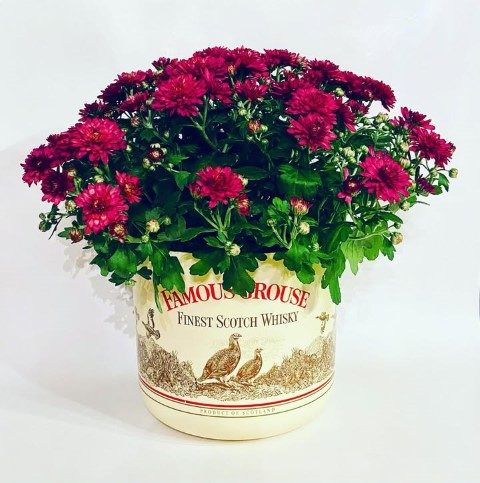 گل داوودی برای طراحی فضای داخلی کافه‌های مدرن