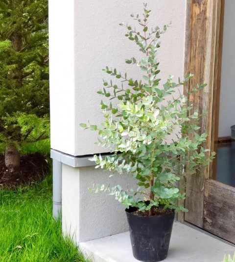 گیاه اکالیپتوس برای استفاده در فضای سبز شهری