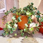 عشقه مناسب برای طراحی فضای سبز در فضاهای بیرونی ویلا