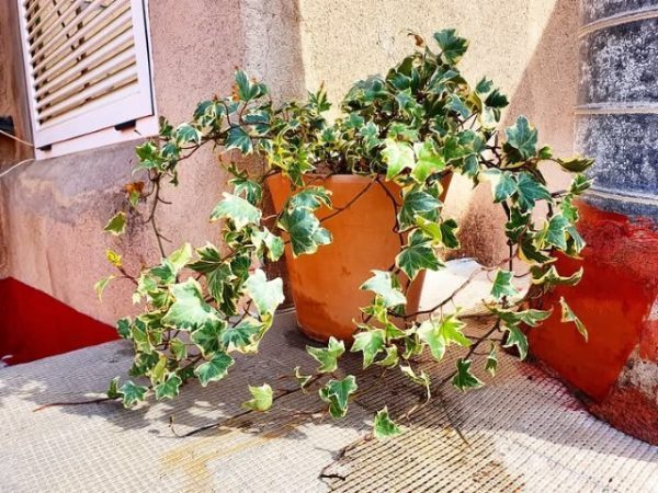 عشقه مناسب برای طراحی فضای سبز در فضاهای بیرونی ویلا