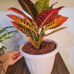 گیاه کروتون برای تزئین دفتر کار
