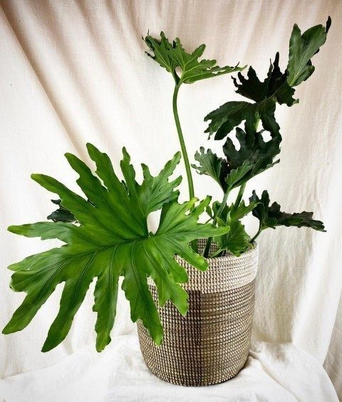 خرید فیلودندرون برگ انجیری برای فضای نشیمن