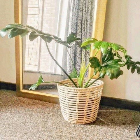 فیلودندرون برگ انجیری برای ایجاد فضای سبز در دکور