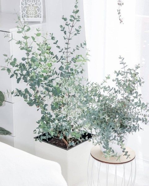 خرید گیاه اکالیپتوس برای استفاده در فضای نشیمن خانه