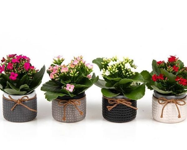 خرید کالانکوئه برای طراحی داخلی محل کار
