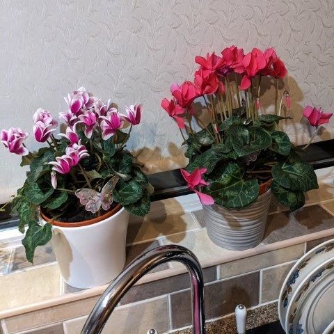 سیکلامن: گل مناسب برای محیط‌های کم نور