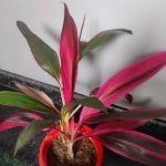 خرید گیاه کردیلین برای تزیین اتاق کار و مطالعه