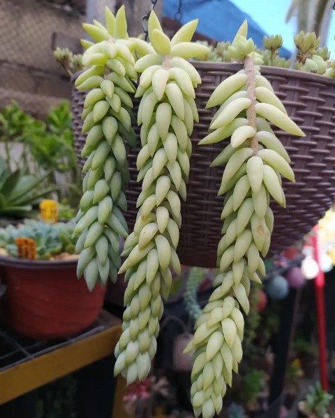 سفارش سدوم مورگانیانوم برای طراحی فضای سبز در فضاهای عمومی