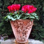 خرید گل سیکلامن برای تزئینات زمستانی