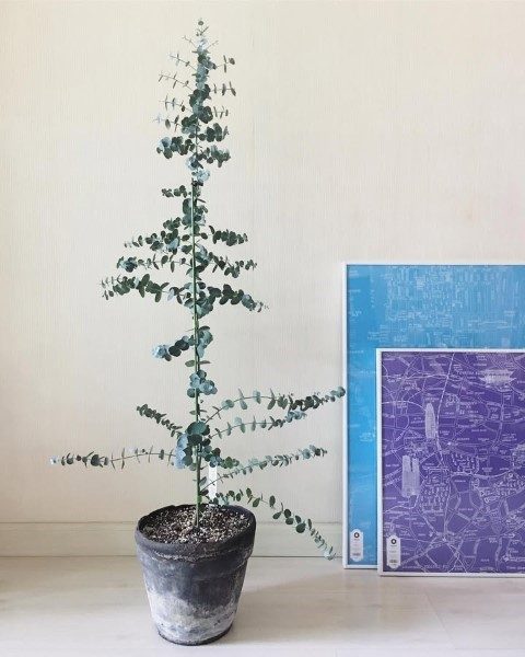 خرید گیاه اکالیپتوس برای فضاهای داخل خانه با تهویه مناسب