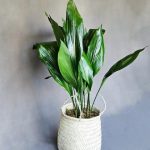 برگ عبایی برای طراحی فضای سبز باغ‌ها