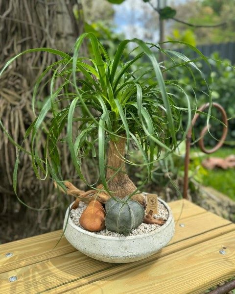 خرید گیاه لیندا برای استفاده در فضاهای کوچک
