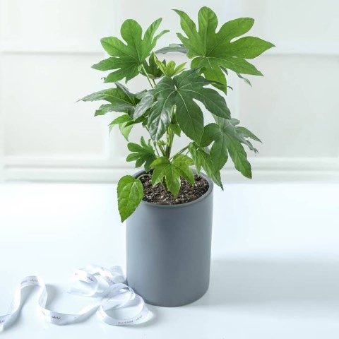 گیاه آرالیای برگ پهن ژاپنی برای طراحی دکوراسیون داخلی با گیاهان زینتی
