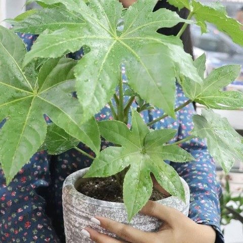 آرالیای برگ پهن ژاپنی برای طراحی فضای سبز در مراکز خرید و پاساژها