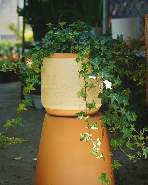 خرید عشقه برای طراحی فضای سبز در حیاط