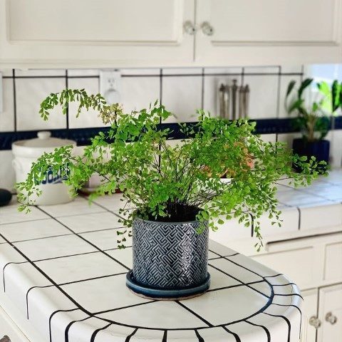 پرسیاوشان مناسب برای طراحی فضای سبز در فضاهای عمومی