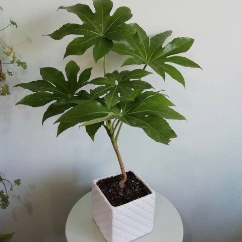 آرالیای برگ پهن ژاپنی برای افزودن طراوت به فضای داخلی مراکز درمانی