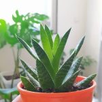 خرید گیاه آلوئه ورا برای استفاده در باغچه