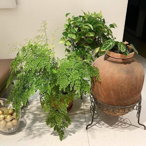 پرسیاوشان مناسب برای تزئین خانه‌های آپارتمانی