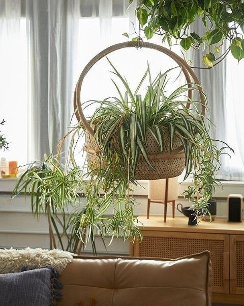 گیاه سنجاقی برای فضاهای سبز کوچک در خانه