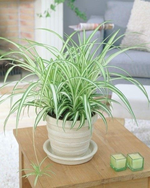 گیاه سنجاقی برای فضای داخلی مدرن
