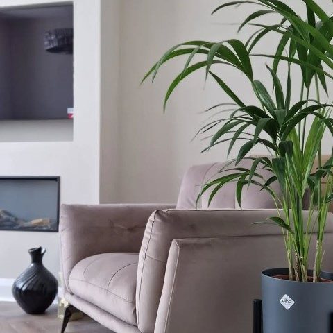 خرید نخل بهشتی برای تزئین فضاهای روباز در ویلا