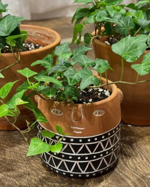 خرید عشقه برای دکوراسیون فضای سبز در سالن پذیرایی