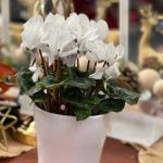 خرید گل نگون سار برای طراحی داخلی آپارتمان‌های مدرن