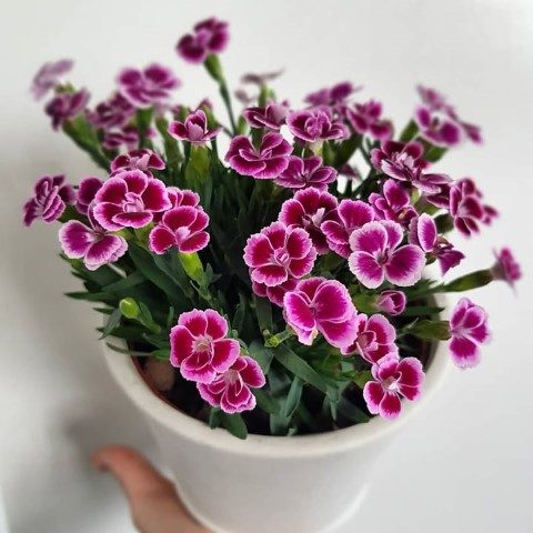 میخک گیاهی خاص برای تزئین محیط خانه