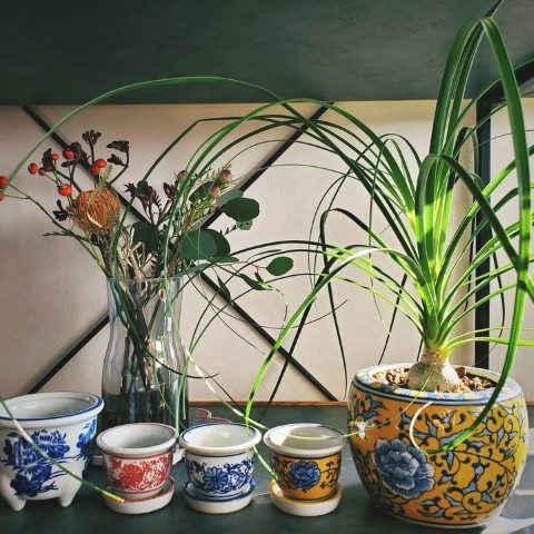 لیندا، گیاهی مناسب برای محیط‌های سایه‌دار