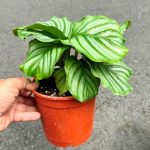 سفارش کالاتیا اوربیفولیا برای زیباسازی آشپزخانه