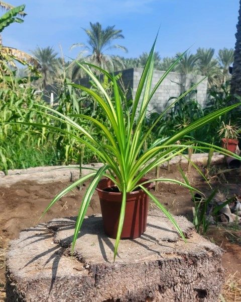 گیاه گندمی برای تزئین فضاهای اداری و دفاتر کار