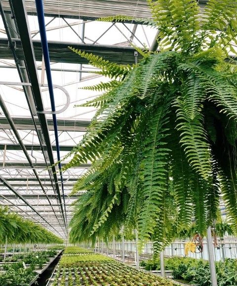 خرید سرخس بوستون برای تزئین فضای سبز در سالن‌های کنفرانس