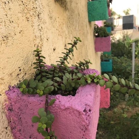 کراسولا خرفه‌ای مناسب برای تزئین فضای آموزشی در مراکز آموزشی