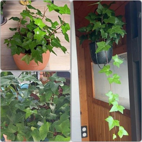 خرید پاپیتال برای تزئین فضای سبز در فروشگاه‌های زنجیره‌ای