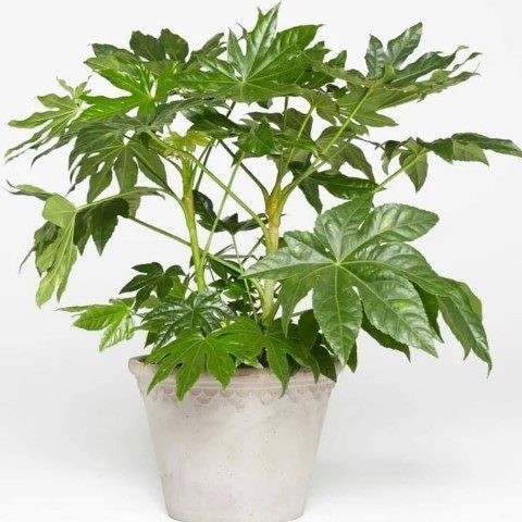 آرالیای برگ پهن ژاپنی برای طراحی فضای سبز در فضاهای کاری مشترک