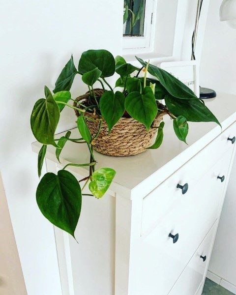 خرید فیلودندرون برگ قلبی برای فضای مطب