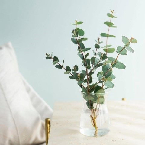 خرید اینترنتی گیاه اکالیپتوس برای فضای مطالعه