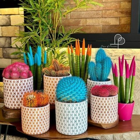 سفارش کاکتوس برای زیباسازی فضای انتظار مطب