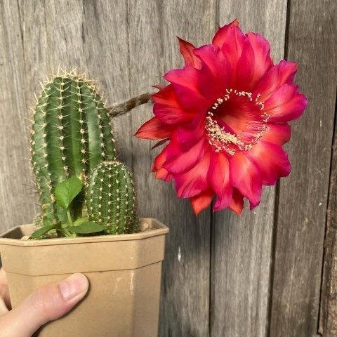 خرید کاکتوس برای طراحی دکوراسیون مراکز آموزشی