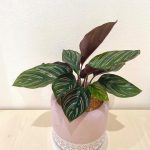 گیاه کالاتیا سندرینا برای دکوراسیون داخلی کافه