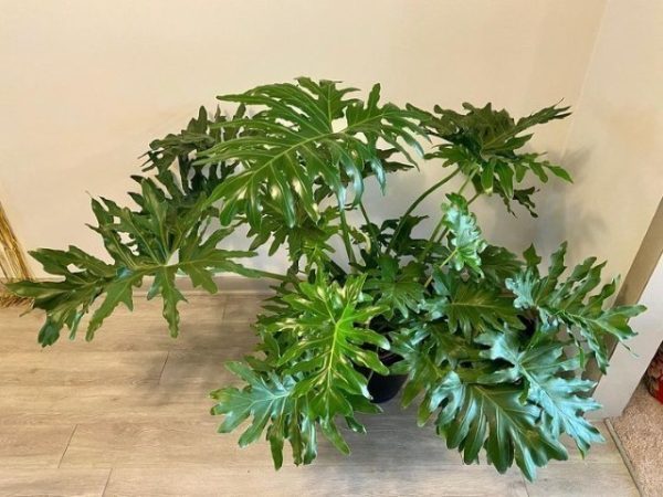 خرید فیلودندرون برگ انجیری برای استفاده در فضاهای آموزشی و دانشگاه‌ها