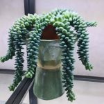 سفارش سدوم مورگانیانوم برای تزئین فضای داخلی داروخانه‌ها