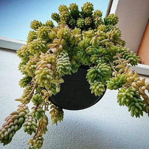 سفارش خر دم برای تزئین فضای سبز در داروخانه‌ها