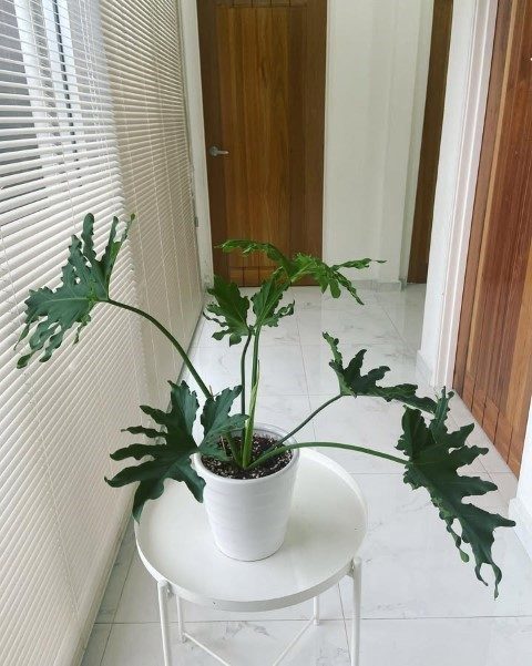 فیلودندرون برگ انجیری برای ایجاد فضای سبز در خانه
