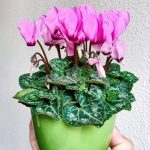 گل نگون‌سار: بهترین انتخاب برای فضاهای سبز کوچک