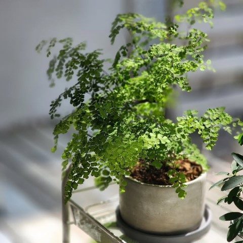 گیاه پرسیاوشان برای فضای سبز خانه‌های مدرن