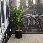 خرید نخل بهشتی برای فضای سبز رستوران