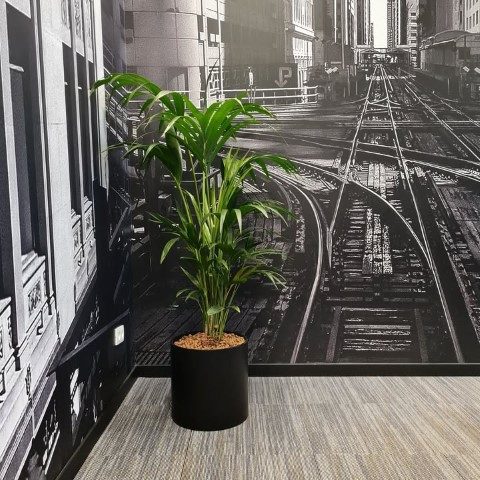 خرید نخل بهشتی برای فضای سبز رستوران
